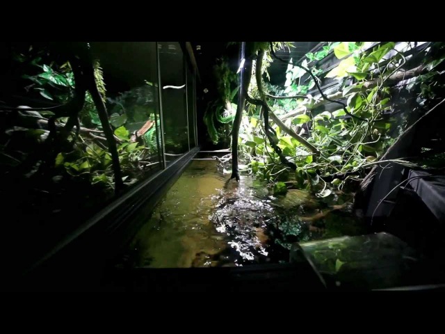 Paludarium