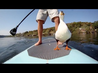 SUP-ing with a DUCK! Quack!