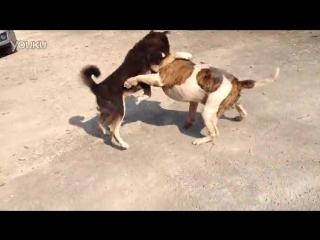 Собачьи бои американский бульдог (класик тип Джонсона) vs акита-ину (бойцовская)