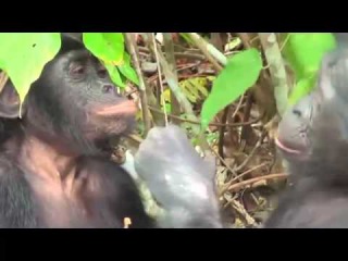 Спаривание животных Секс Леопарды Гориллы Лошади Mating animals Leopards Gorillas Horses 18+