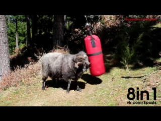 Злой баран против боксёрской груши / Angry Ram destroys a punching bag