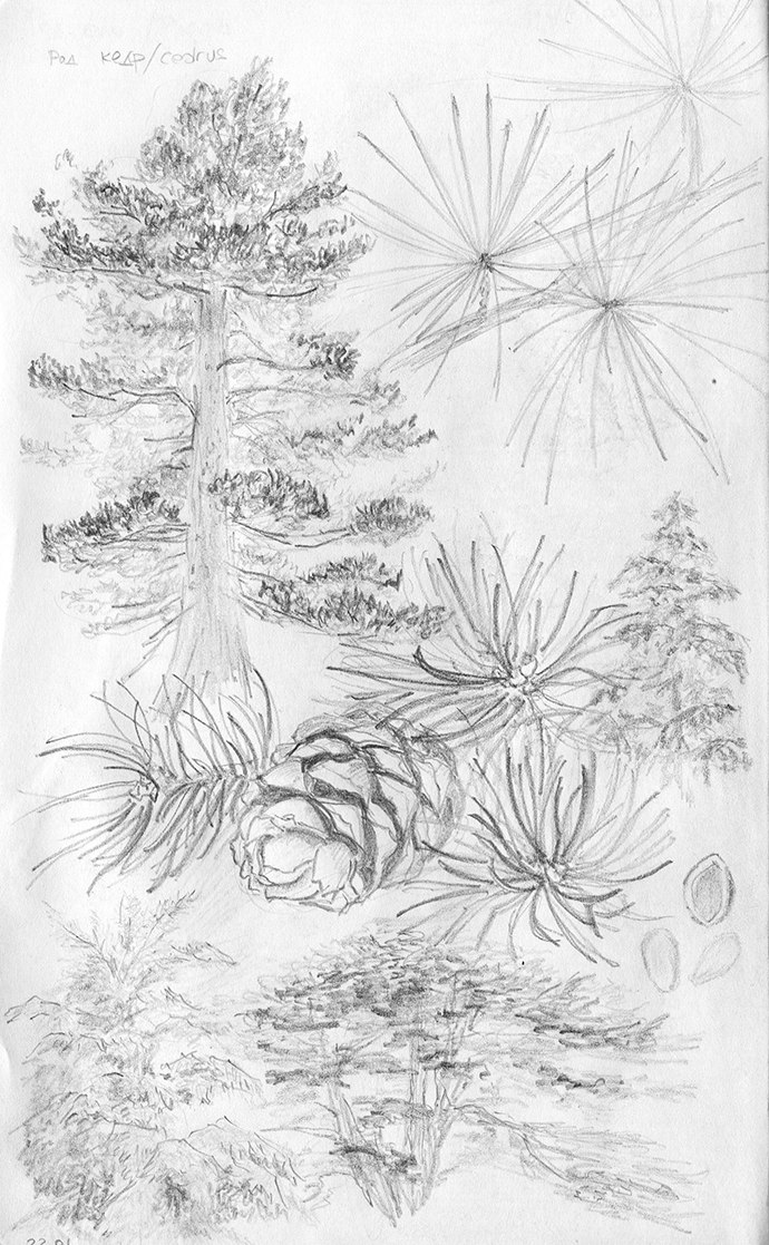 Как нарисовать кедр