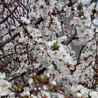Мария Хамкова