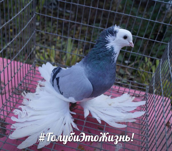 Сирень голубка теслы