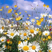 Татьяна Сон | 