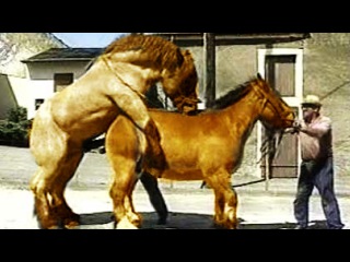 ТОП 5 Ужасные СПАРИВАНИЯ Животных в Сравнении с Человеком!
