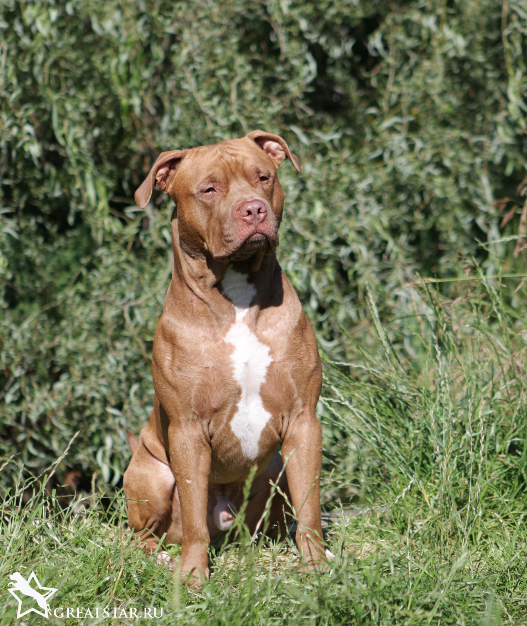 Photo of the dog