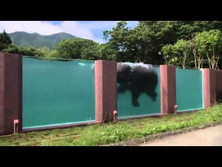 Amazing Video || First Elephants Swimming Pool || Fuji Safari Park || Japan