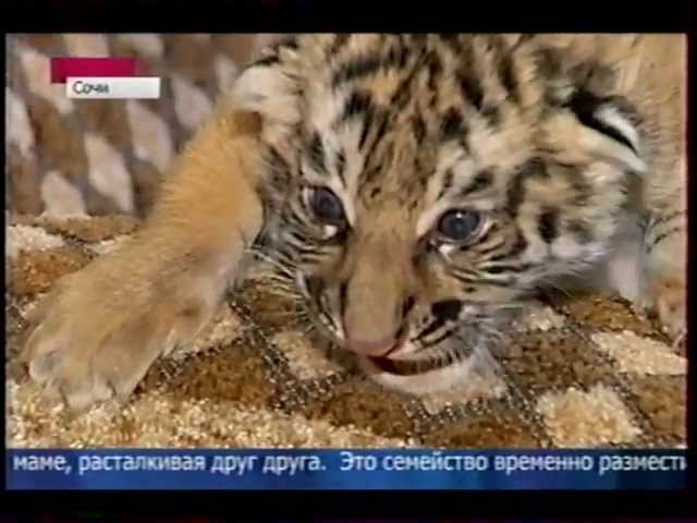 Собака выкормила тигрят.