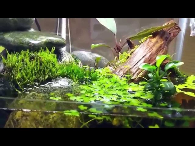 My Homemade Desktop Paludarium. )