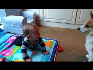 Baby Beau and Corgi Tucker's Brotherly Love