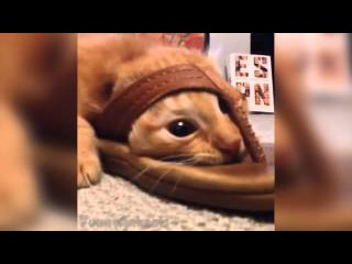 Ultimate Funny Animals Vines Compilation