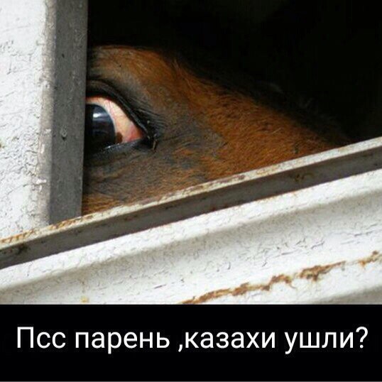 Поздравления, приколы про казахов в картинках