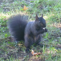 Киёаки Мацугаэ  Yamamoto