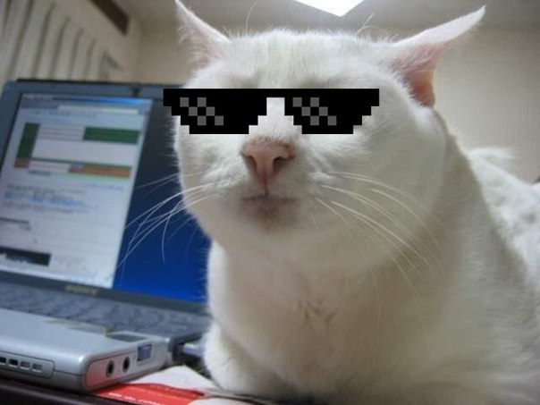 крутого картинки кота онлайн крутого картинки кота