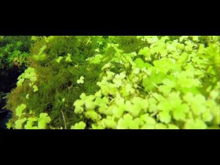 Beautiful Aquascape (The Art of the Planted Aquarium) eNCREST 90sec