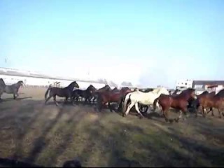 Орловские и русские рысаки. Продажа.