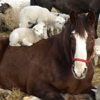 Дина Цеденова