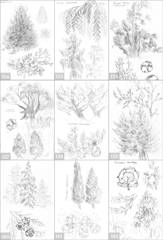 Как нарисовать кипарис