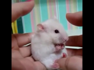 Хомяк ^^