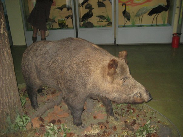 Мариупольский краеведческий музей
