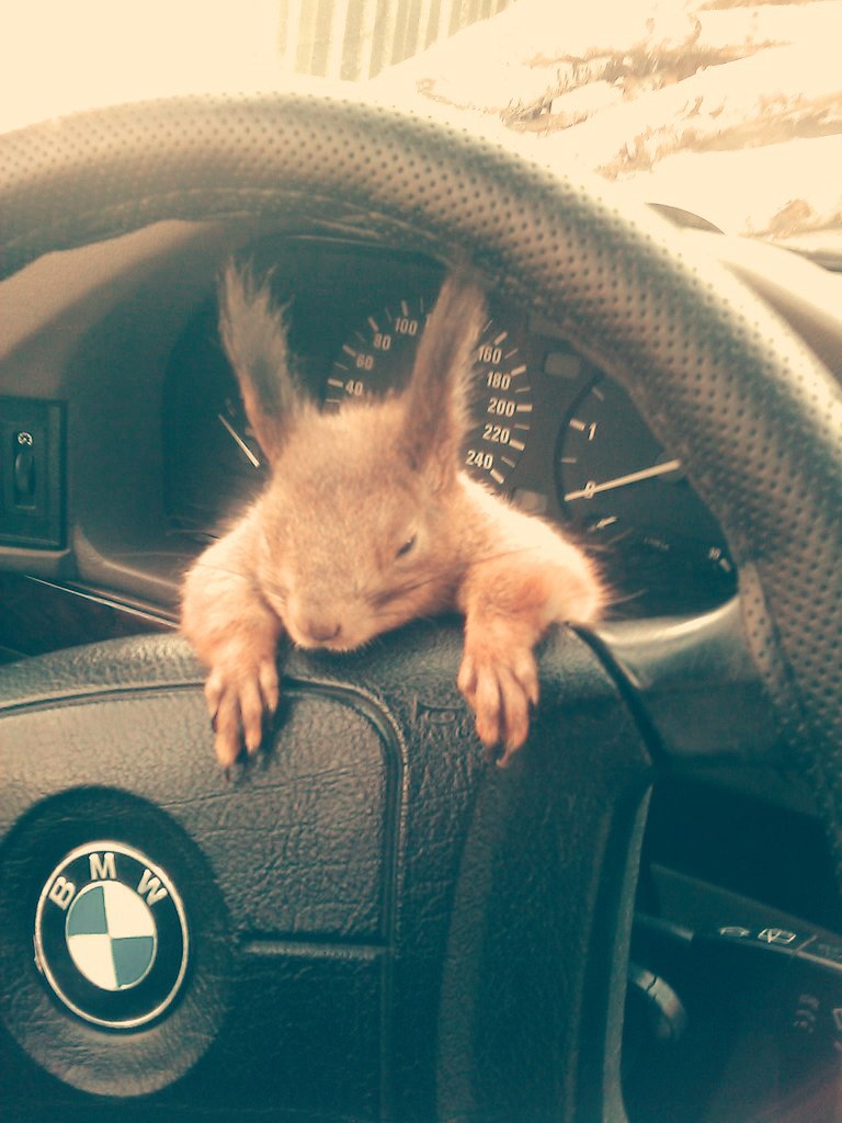 Белка в колесе картинки смешные прикольные