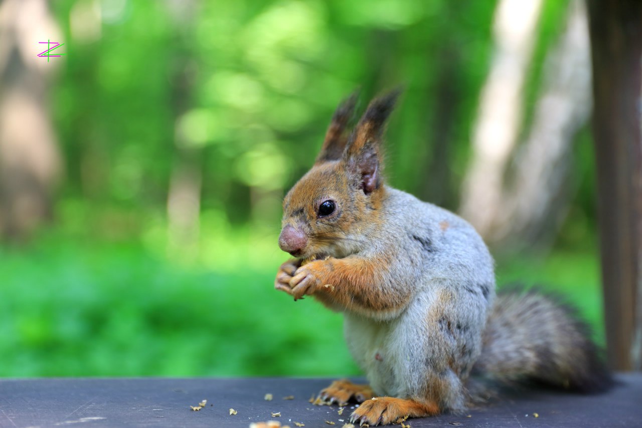 Картинка с форума