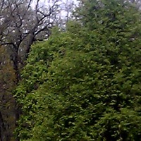 Олег Кулинский