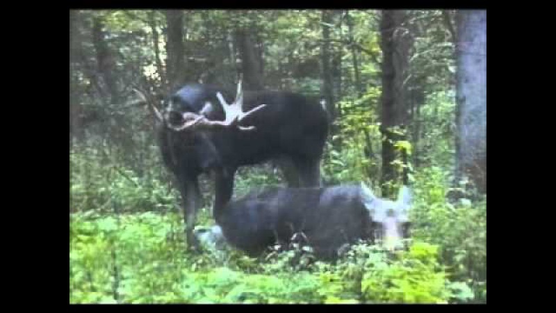 рев лося во время гона mp3
