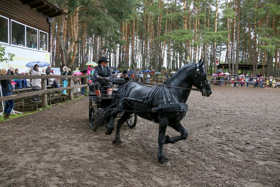 Парк пегас в егорьевске