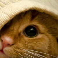 Ирина Володина