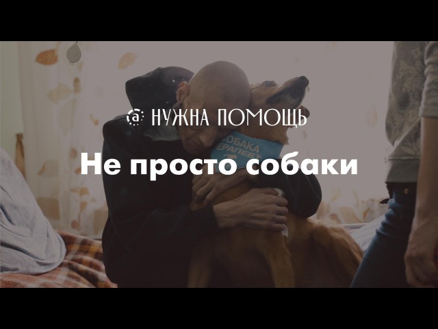 Не просто собаки. PET