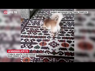 #мимиlife78 - забавные фото и видео из Instagram #50