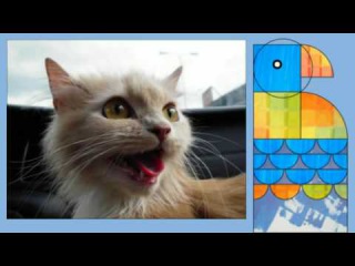 Top 10 cutest baby kittens doing funny things compilation video