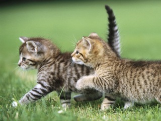 Top 10 cutest baby kittens doing funny things in video compilation