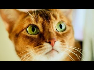 Top 10 cutest baby kittens doing funny things video