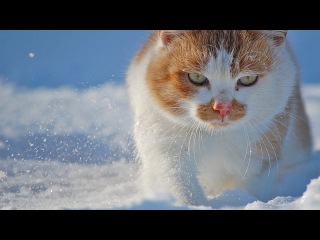 Top 10 cutest baby kittens doing funny things video 786