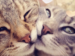 Top 10 cutest baby kittens doing funny things in video cats loving