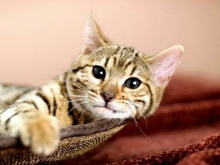 cutest baby kittens doing funny things video 734