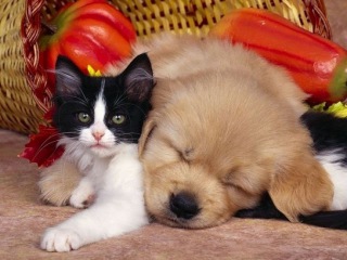 Top 10 Cutest baby kittens doing funny things video Top 10