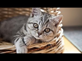 Top 10 cutest baby kittens doing funny things video 322