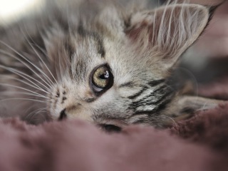 Top 10 cutest baby kittens doing funny things video 678