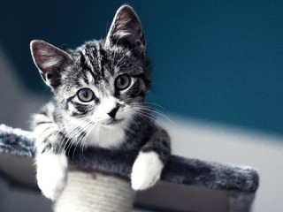 Top 10 cutest baby kittens doing funny things video 678