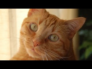 Top 10 cutest baby kittens doing funny things video 547