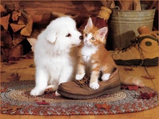 Top 10 cutest baby kittens doing funny things video 664