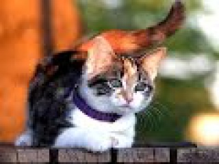 Top 10 cutest baby kittens doing funny things video