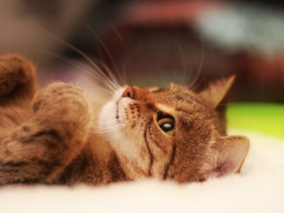 Top 10 cutest baby kittens doing funny things video 760
