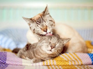 Top 10 cutest baby kittens doing funny things video 799