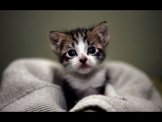 Top 10 cutest baby kittens doing funny things video 788