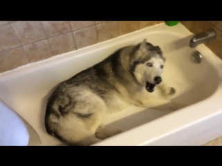 Stubborn Husky throws hilarious temper tantrum